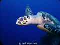   Cozumel turtle  